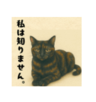 サビ猫のひとりごと（個別スタンプ：3）