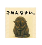 サビ猫のひとりごと（個別スタンプ：13）
