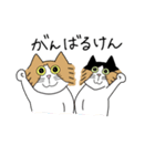 くわとろきゃっつ博多（個別スタンプ：6）