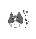 くわとろきゃっつ博多（個別スタンプ：35）