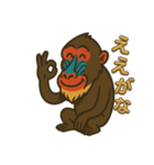 島根のマンドリルさん（個別スタンプ：24）