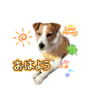 わんこの日々好日（個別スタンプ：1）