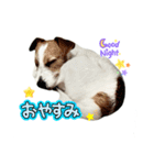 わんこの日々好日（個別スタンプ：2）