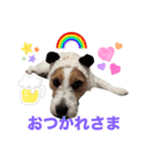 わんこの日々好日（個別スタンプ：3）