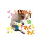 わんこの日々好日（個別スタンプ：5）