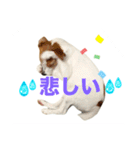 わんこの日々好日（個別スタンプ：6）