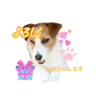 わんこの日々好日（個別スタンプ：7）