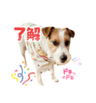 わんこの日々好日（個別スタンプ：9）