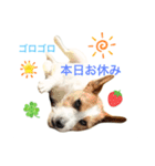 わんこの日々好日（個別スタンプ：10）