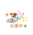 わんこの日々好日（個別スタンプ：11）