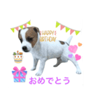 わんこの日々好日（個別スタンプ：12）