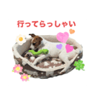 わんこの日々好日（個別スタンプ：14）
