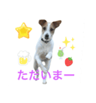 わんこの日々好日（個別スタンプ：15）