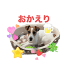 わんこの日々好日（個別スタンプ：16）