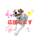 わんこの日々好日（個別スタンプ：17）