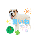 わんこの日々好日（個別スタンプ：18）