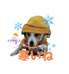 わんこの日々好日（個別スタンプ：19）