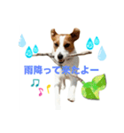 わんこの日々好日（個別スタンプ：20）