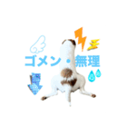 わんこの日々好日（個別スタンプ：22）