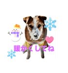 わんこの日々好日（個別スタンプ：24）