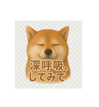 柴犬 × ポジティブ思考系（個別スタンプ：5）