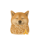柴犬 × ポジティブ思考系（個別スタンプ：6）