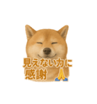 柴犬 × ポジティブ思考系（個別スタンプ：8）
