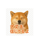 柴犬 × ポジティブ思考系（個別スタンプ：11）