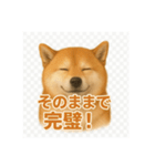 柴犬 × ポジティブ思考系（個別スタンプ：12）