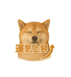 柴犬 × ポジティブ思考系（個別スタンプ：16）