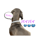 ムキムキだっくすちゃん（個別スタンプ：11）