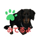 ムキムキだっくすちゃん（個別スタンプ：16）