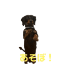 ムキムキだっくすちゃん（個別スタンプ：18）
