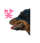 ムキムキだっくすちゃん（個別スタンプ：22）
