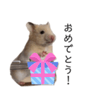 はむちゃん【hamster、ハムスター】1（個別スタンプ：1）