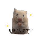 はむちゃん【hamster、ハムスター】1（個別スタンプ：2）