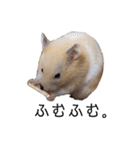 はむちゃん【hamster、ハムスター】1（個別スタンプ：5）