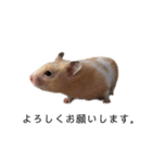 はむちゃん【hamster、ハムスター】1（個別スタンプ：7）