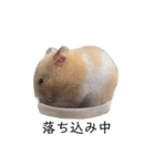 はむちゃん【hamster、ハムスター】1（個別スタンプ：8）