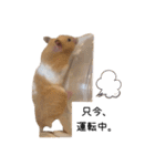 はむちゃん【hamster、ハムスター】1（個別スタンプ：10）