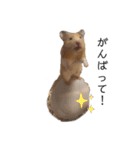 はむちゃん【hamster、ハムスター】1（個別スタンプ：11）