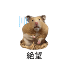 はむちゃん【hamster、ハムスター】1（個別スタンプ：12）