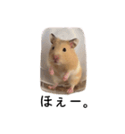 はむちゃん【hamster、ハムスター】1（個別スタンプ：13）
