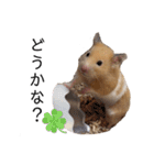 はむちゃん【hamster、ハムスター】1（個別スタンプ：14）