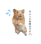 はむちゃん【hamster、ハムスター】1（個別スタンプ：15）