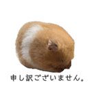 はむちゃん【hamster、ハムスター】1（個別スタンプ：16）