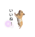 はむちゃん【hamster、ハムスター】1（個別スタンプ：17）