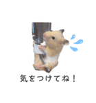 はむちゃん【hamster、ハムスター】1（個別スタンプ：18）