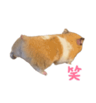 はむちゃん【hamster、ハムスター】1（個別スタンプ：19）