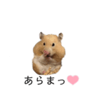 はむちゃん【hamster、ハムスター】1（個別スタンプ：20）
